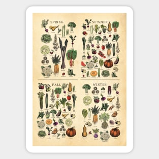 American Northeast Seasonal Fruit and Vegetable vintage etching. Sticker